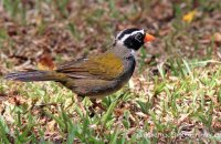 Orange-billed Sparrow (Arremon aurantirostris)
