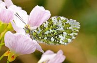 Orange-tip (Anthocharis cardamines) 1