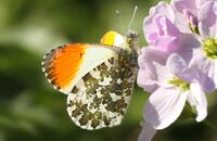 Orange-tip (Anthocharis cardamines) 2