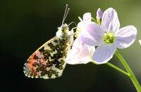 Orange-tip (Anthocharis cardamines) 3