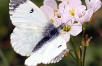 Orange-tip (Anthocharis cardamines) 4. Female