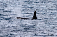 Orcas (Orcinus orca) Photographed from the harbour at Grundarfjörður (1)
