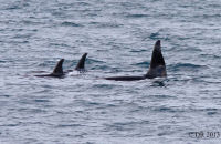 Orcas (Orcinus orca) (3) - Two female Orcas and one male, with much larger dorsal fin