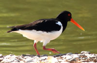 Oystercatcher (Haematopus ostralegus) 2