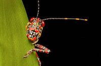 (i) Painted Hopper (Poekilocerus pictus)