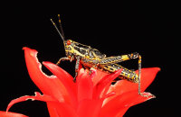 (ii) Painted Hopper (Poekilocerus pictus)