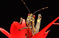 (iii) Painted Hopper (Poekilocerus pictus)