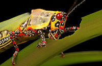(iv) Painted Hopper (Poekilocerus pictus)
