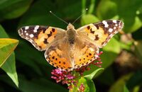 Painted Lady (Vanessa cardui) 1