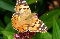 Painted Lady (Vanessa cardui) 2