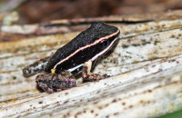 Pale-Striped Amazon Poison Frog (Epipedobates hahneli)
