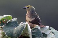 Palm Tanager (Thraupis palmarum) 1