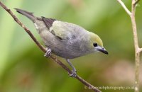 Palm Tanager (Thraupis palmarum)  2