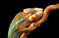 (i) 'Elton' - Panther Chameleon (Furcifer pardalis)