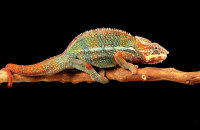 (ii) Panther Chameleon (Furcifer pardalis)