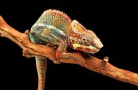 (iii) Panther Chameleon (Furcifer pardalis)