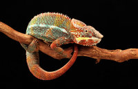 Macro Workshop (Wild Arena)