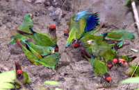 Parakeets at a clay lick