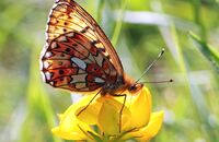 Pearl-bordered Fritillary (Boloria euphrosyne) 1