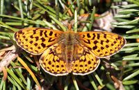 Pearl-bordered Fritillary (Boloria euphrosyne) 2