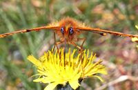 Pearl-bordered Fritillary (Boloria euphrosyne) 3