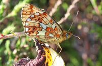 Pearl-bordered Fritillary (Boloria euphrosyne) 4