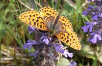 Pearl-bordered Fritillary (Boloria euphrosyne) 5