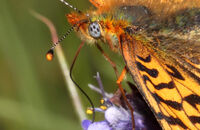 Pearl-bordered Fritillary (Boloria euphrosyne) 6