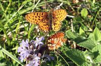 Pearl-bordered Fritillary (Boloria euphrosyne) 7. Males pursuing the females in the grass