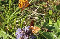 Pearl-bordered Fritillary (Boloria euphrosyne) 8