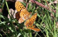 Pearl-bordered Fritillary (Boloria euphrosyne) 9
