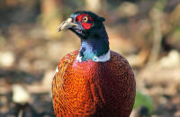 Male Pheasant (Phasianus colchicus) 1