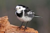 Pied Wagtail (Motacilla alba)