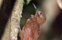 Plain-brown Woodcreeper (Dendrocincla fuliginosa)
