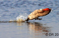 Pochard landing (Aythya ferina) 1