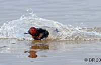 Pochard landing (Aythya ferina) 2