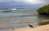 Galapagos Sealion (Zalophus wollebacki) (7) Shall I go fishing?