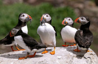 Puffins with Sand eels (or not!) (Fratercula arctica)