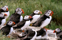 Puffins resting on Staple Island (Fratercula arctica)