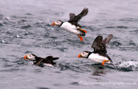 Puffins taking off from the sea (Fratercula arctica)