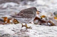 Purple sandpiper (Calidris maritima)