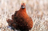 Leaning into the wind. Male Red Grouse (Lagopus lagopus scotica) 10