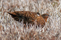 Female Red Grouse (Lagopus lagopus scotica) 5