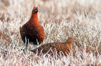 Male and female Red Grouse (Lagopus lagopus scotica) 11