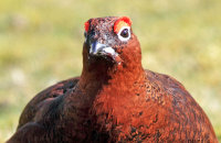 Male Red Grouse (Lagopus lagopus scotica) 7