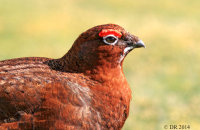 Male Red Grouse (Lagopus lagopus scotica) 8