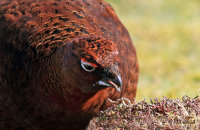 Male Red Grouse feeding on new heather growth (Lagopus lagopus scotica) 9