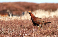 Male Red Grouse (Lagopus lagopus scotica) 1