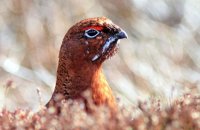 Male Red Grouse (Lagopus lagopus scotica) 2