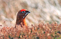 Eyebrows up! Male Red Grouse (Lagopus lagopus scotica) 3